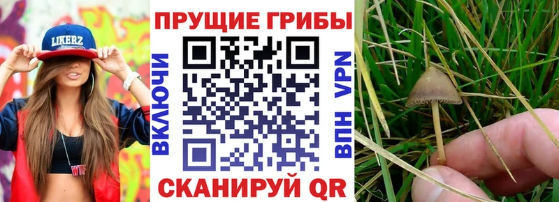 Псилоцибиновые грибы MAGIC MUSHROOMS  Белая Холуница 